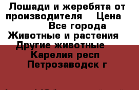 Лошади и жеребята от производителя. › Цена ­ 120 - Все города Животные и растения » Другие животные   . Карелия респ.,Петрозаводск г.